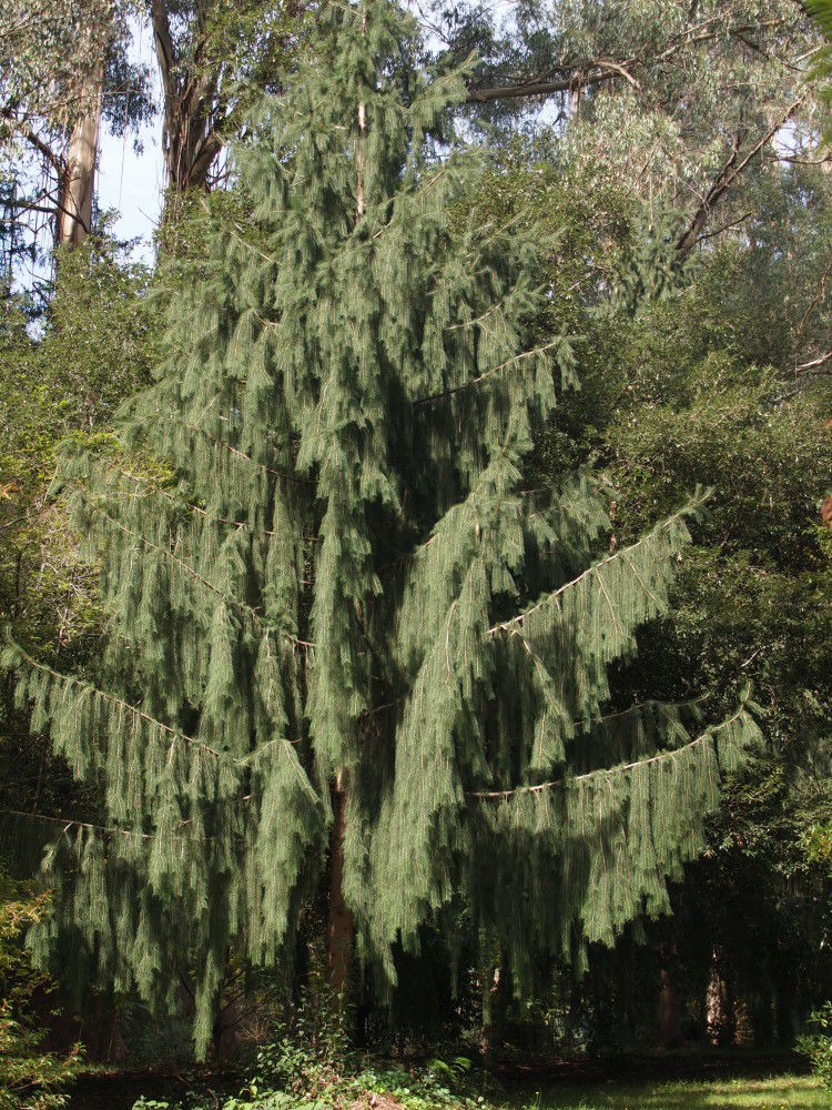 Photo of TREES OF THE WESTERN HIMALAYAS 2/9 by Being Out There