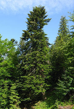 Photo of TREES OF THE WESTERN HIMALAYAS 3/9 by Being Out There