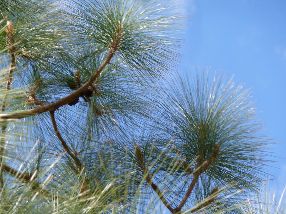 Photo of TREES OF THE WESTERN HIMALAYAS 4/9 by Being Out There
