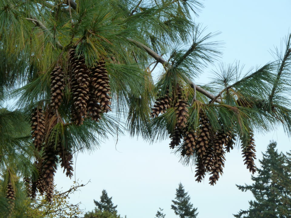 Photo of TREES OF THE WESTERN HIMALAYAS 5/9 by Being Out There