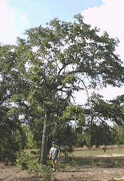 Photo of TREES OF THE WESTERN HIMALAYAS 6/9 by Being Out There