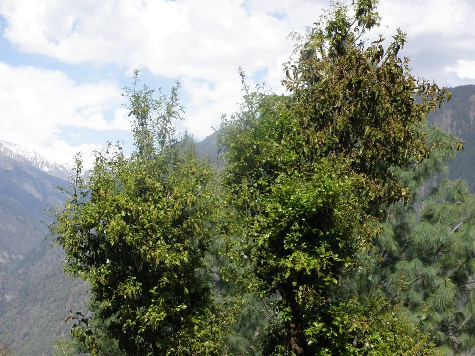 Photo of TREES OF THE WESTERN HIMALAYAS 7/9 by Being Out There
