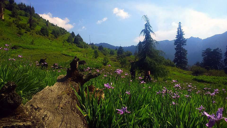 Photo of Himachal Pradesh - The best treks and short walks 7/17 by Being Out There
