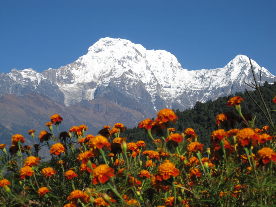 Photo of Ghorepani Poon Hill Trek with Alpine Eco Trek by Alpine Eco Trek & Expedition (P.) Ltd