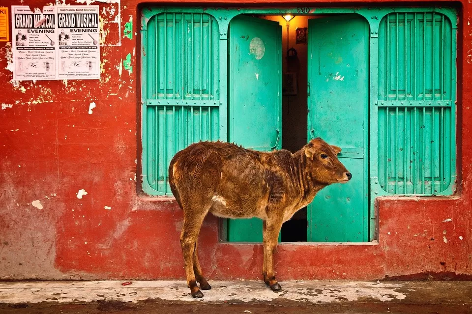 Photo of Lucknow, Uttar Pradesh, India by Trippin' With Charlie