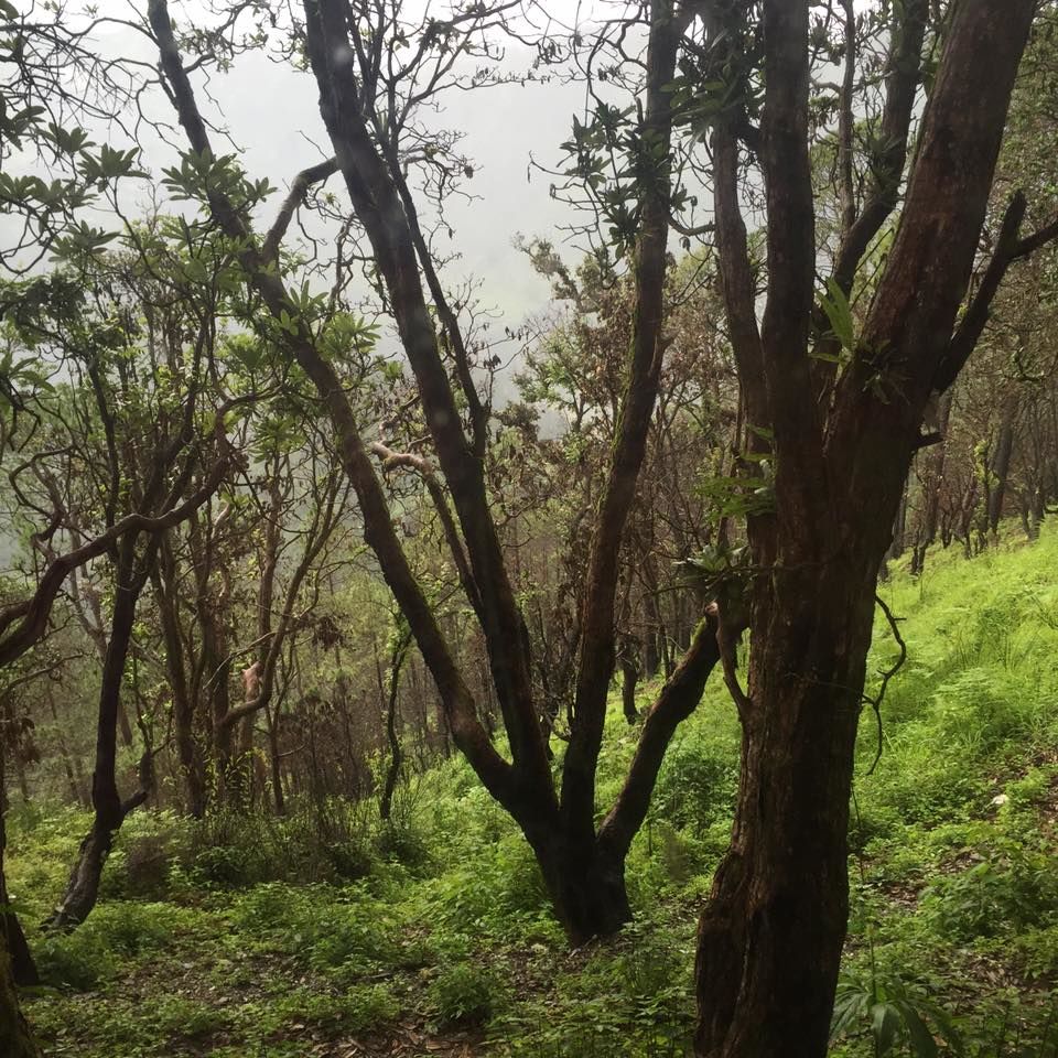 Photo of Jilling Estate, District Nainital, Uttarakhand, India by Hem Jadeja
