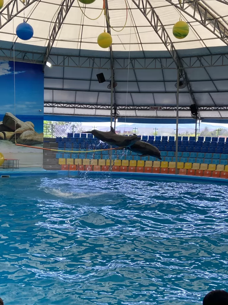 Photo of Dolphin Show, Sam Wa Tawan Tok, Khlong Sam Wa, Bangkok, Thailand by tan