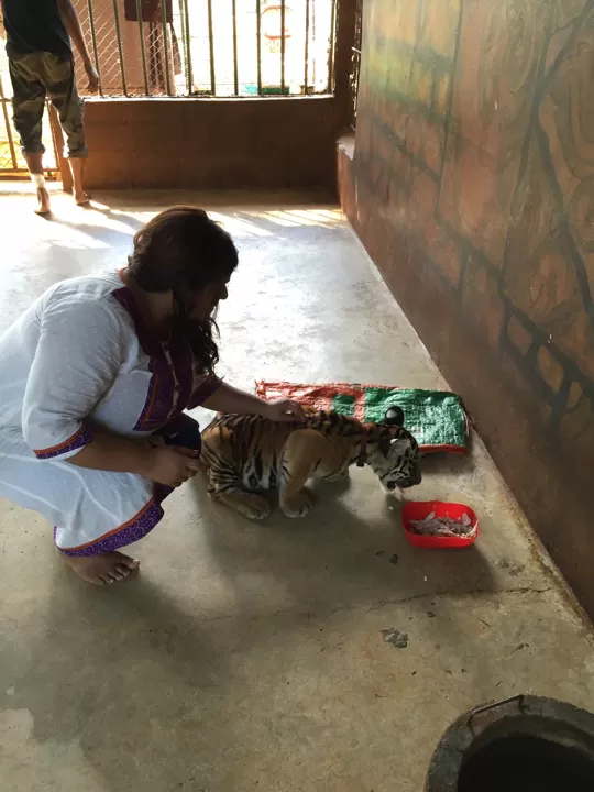 Photo of Tiger Temple Lum Sum Kanchanaburi Thailand by Mamta Taliwala