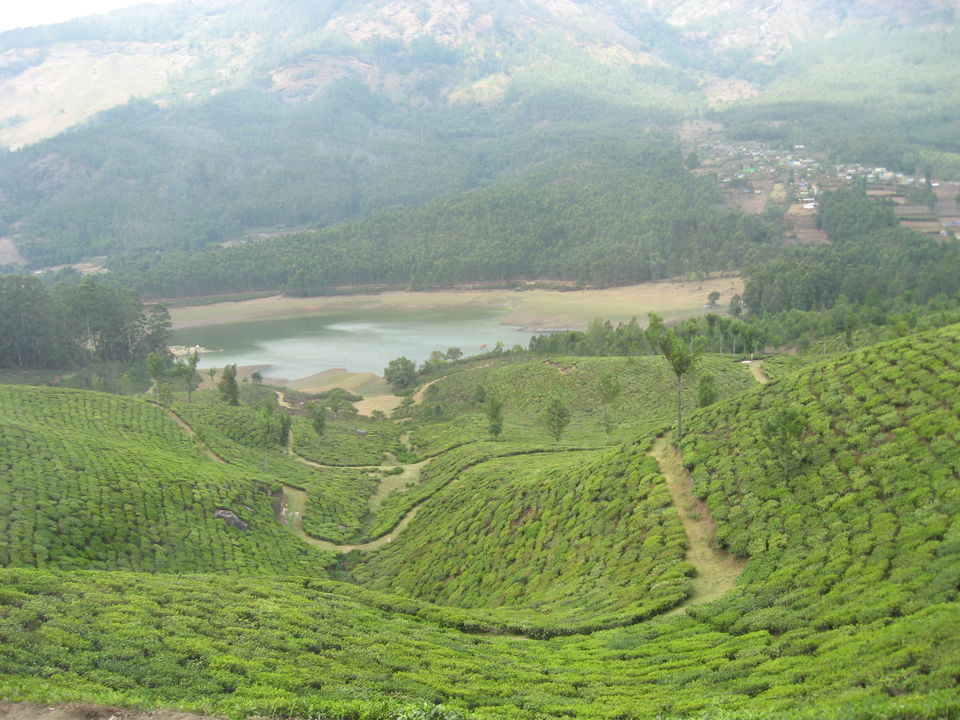 Photo of The Green Carpet, Munnar. 1/10 by Manoo Bhatnagar