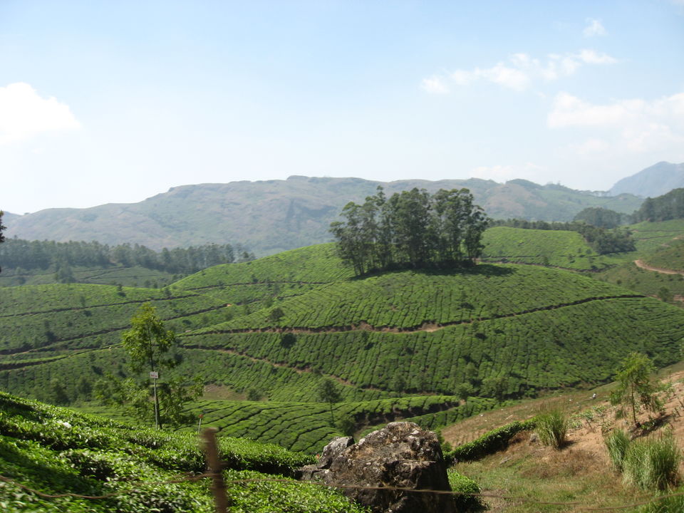 Photo of The Green Carpet, Munnar. 2/10 by Manoo Bhatnagar