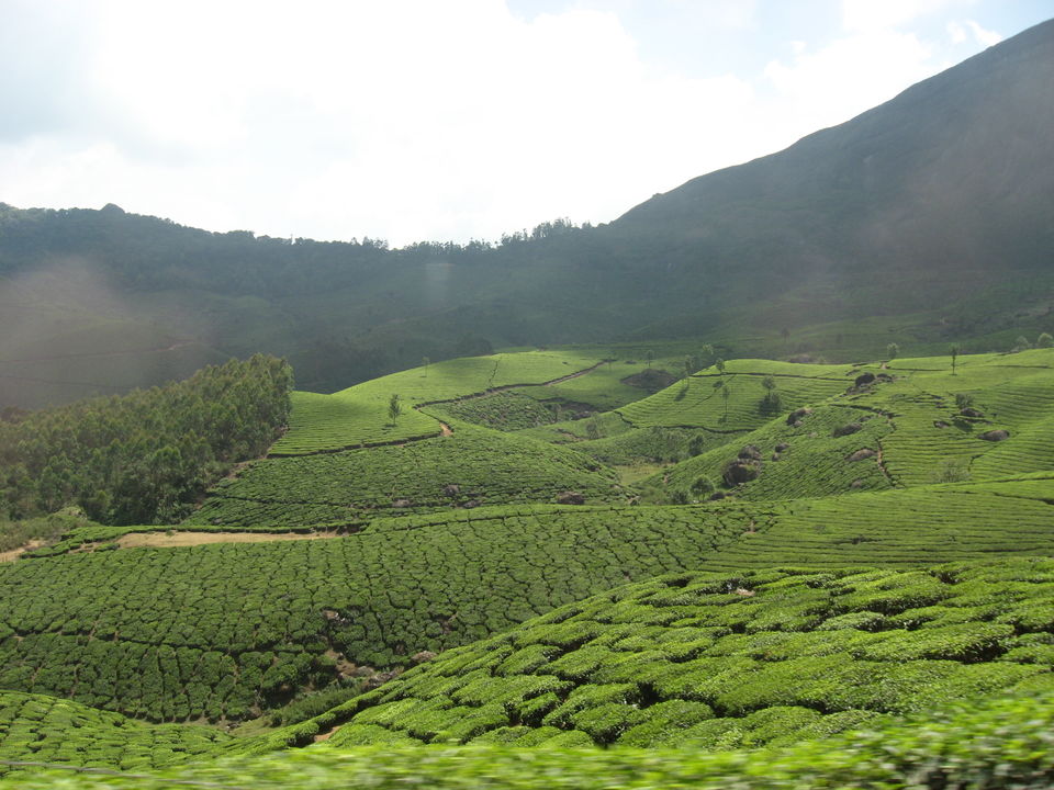 Photo of The Green Carpet, Munnar. 4/10 by Manoo Bhatnagar