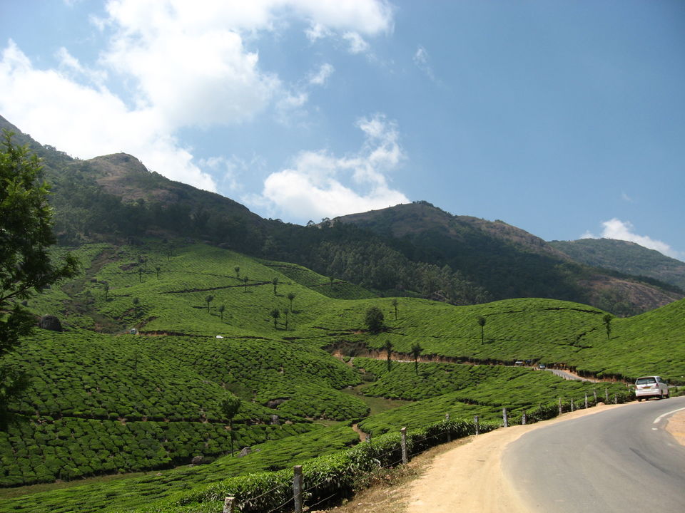Photo of The Green Carpet, Munnar. 5/10 by Manoo Bhatnagar