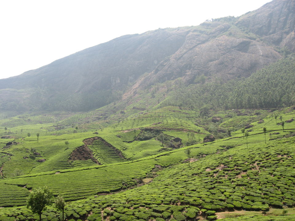 Photo of The Green Carpet, Munnar. 7/10 by Manoo Bhatnagar