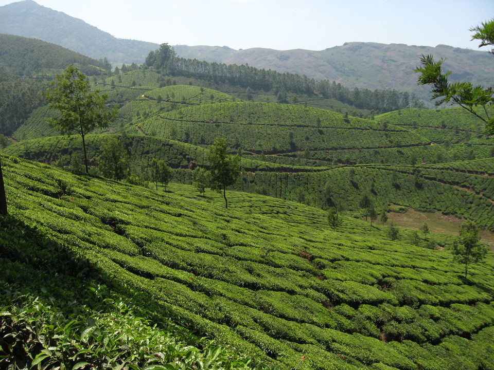 Photo of The Green Carpet, Munnar. 3/10 by Manoo Bhatnagar