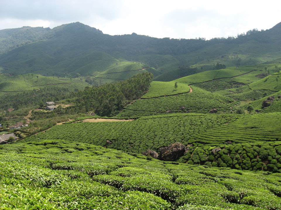 Photo of The Green Carpet, Munnar. 6/10 by Manoo Bhatnagar