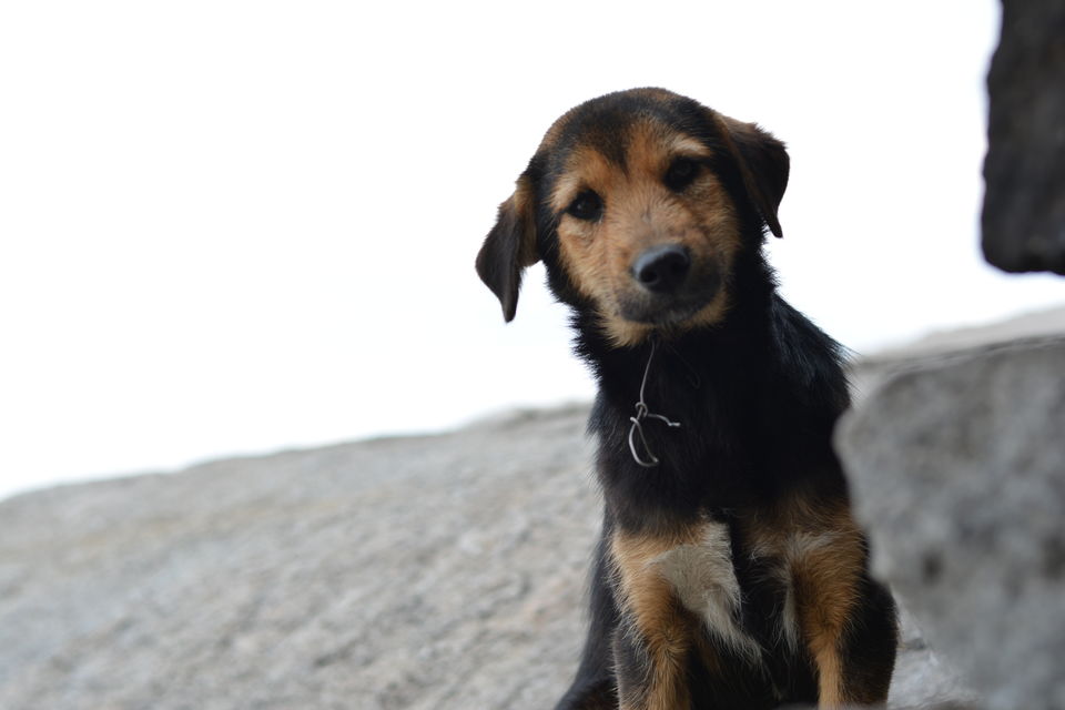 Photo of cute little Basanti by dacchita29