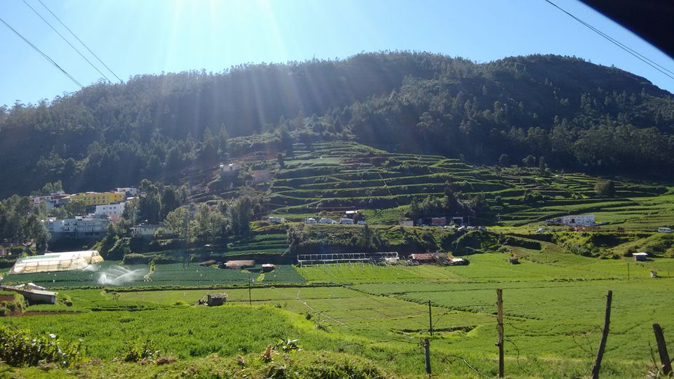 Photo of Government Botanical Garden, Ooty, Tamil Nadu, India by Vivek Kumar