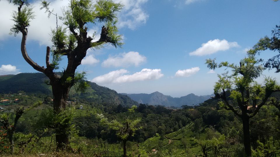 Photo of Government Botanical Garden, Ooty, Tamil Nadu, India by Vivek Kumar
