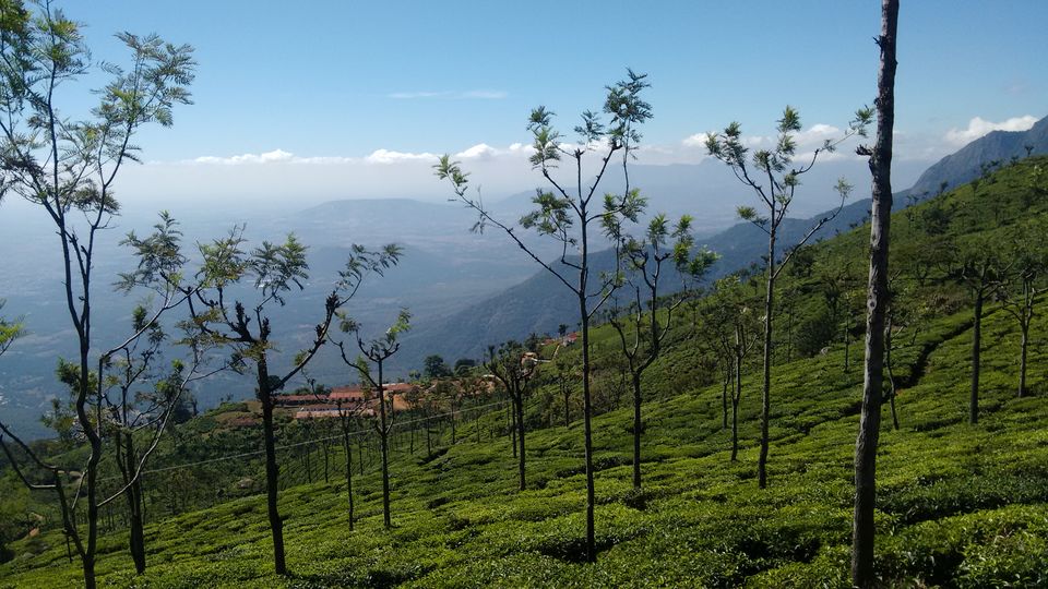 Photo of Government Botanical Garden, Ooty, Tamil Nadu, India by Vivek Kumar