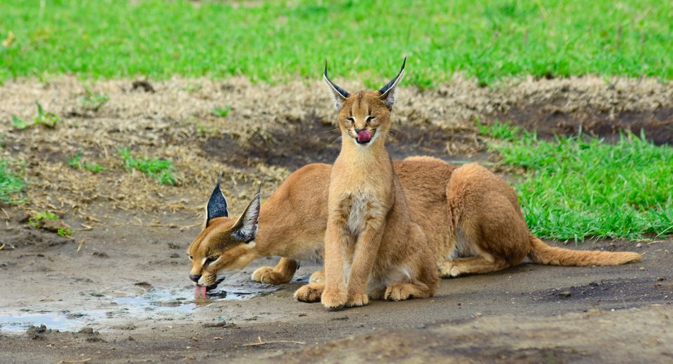 Photo of Tanzania Family Vacation by Africa Nature Photography