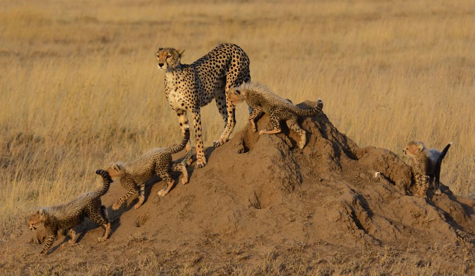 Photo of Tanzania Family Vacation by Africa Nature Photography