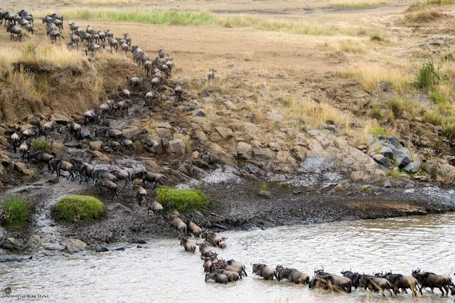 Photo of Masai Mara National Reserve, Narok County, Kenya by sriram mohan