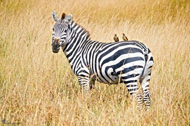 Photo of Masai Mara National Reserve, Narok County, Kenya by sriram mohan