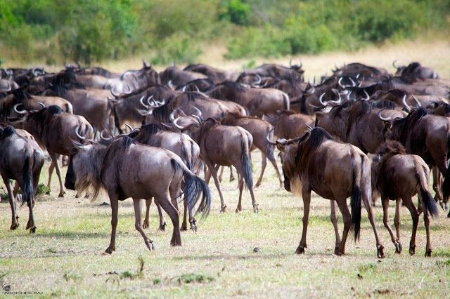 Photo of Masai Mara National Reserve, Narok County, Kenya by sriram mohan
