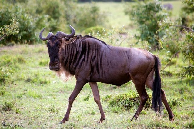 Photo of Masai Mara National Reserve, Narok County, Kenya by sriram mohan