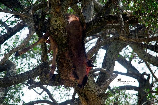 Photo of Masai Mara National Reserve, Narok County, Kenya by sriram mohan