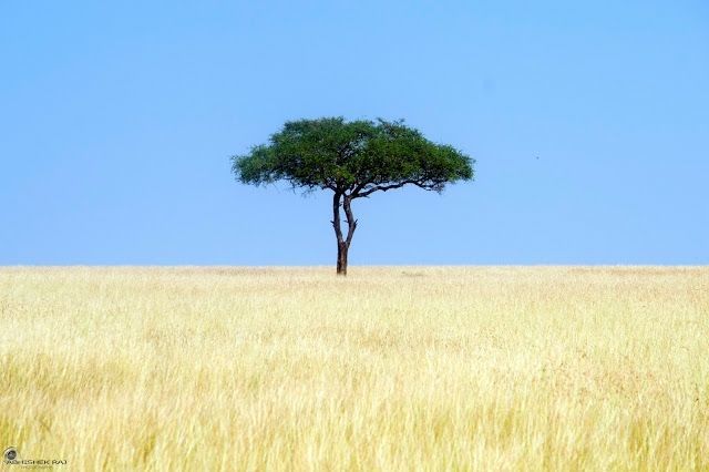 Photo of Masai Mara National Reserve, Narok County, Kenya by sriram mohan