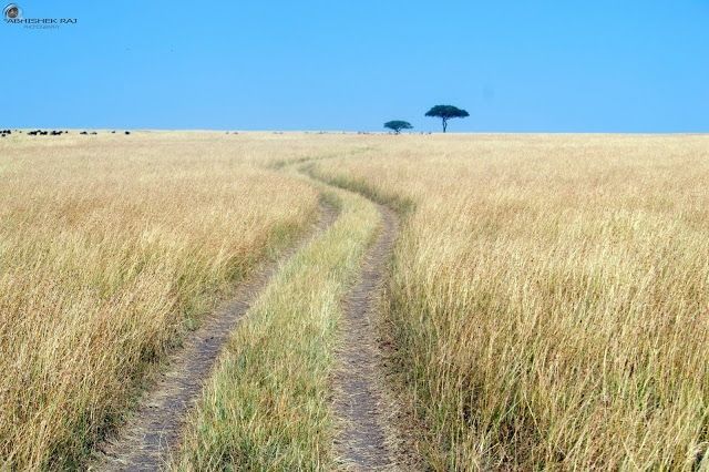 Photo of Masai Mara National Reserve, Narok County, Kenya by sriram mohan