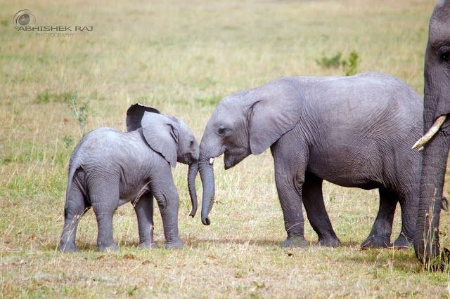 Photo of Masai Mara National Reserve, Narok County, Kenya by sriram mohan