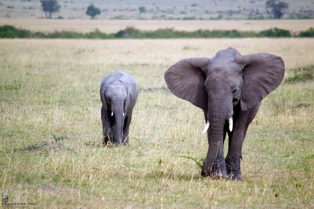 Photo of Masai Mara National Reserve, Narok County, Kenya by sriram mohan