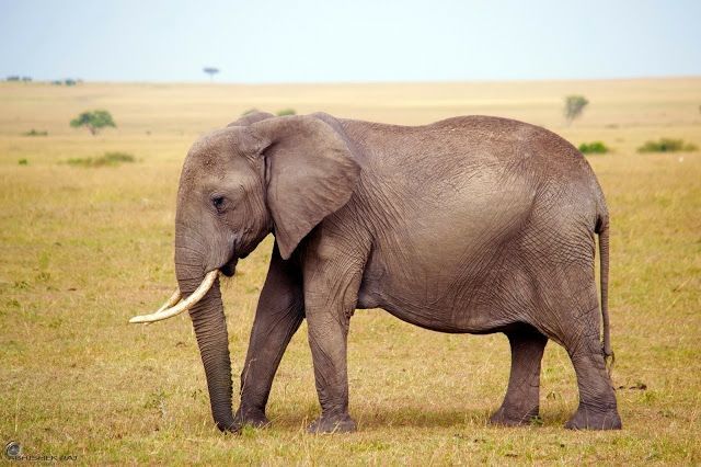 Photo of Masai Mara National Reserve, Narok County, Kenya by sriram mohan