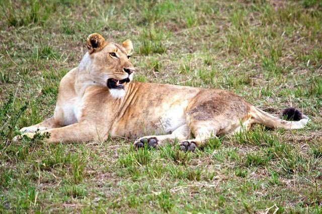 Photo of Masai Mara National Reserve, Narok County, Kenya by sriram mohan