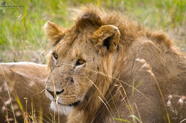 Photo of Masai Mara National Reserve, Narok County, Kenya by sriram mohan
