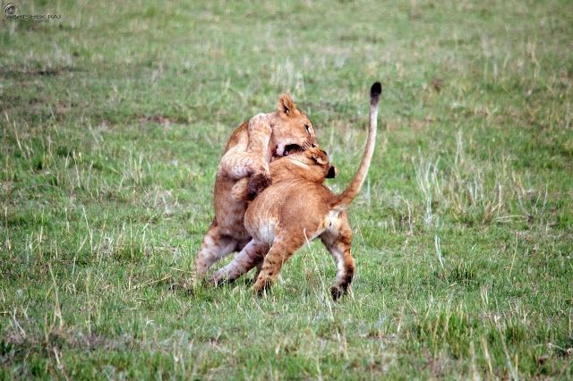 Photo of Masai Mara National Reserve, Narok County, Kenya by sriram mohan