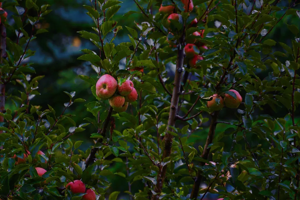 Photo of Alt Life - Manali, Clubhouse Road, Old Manali, Manali, Himachal Pradesh, India by Navneet Kaur