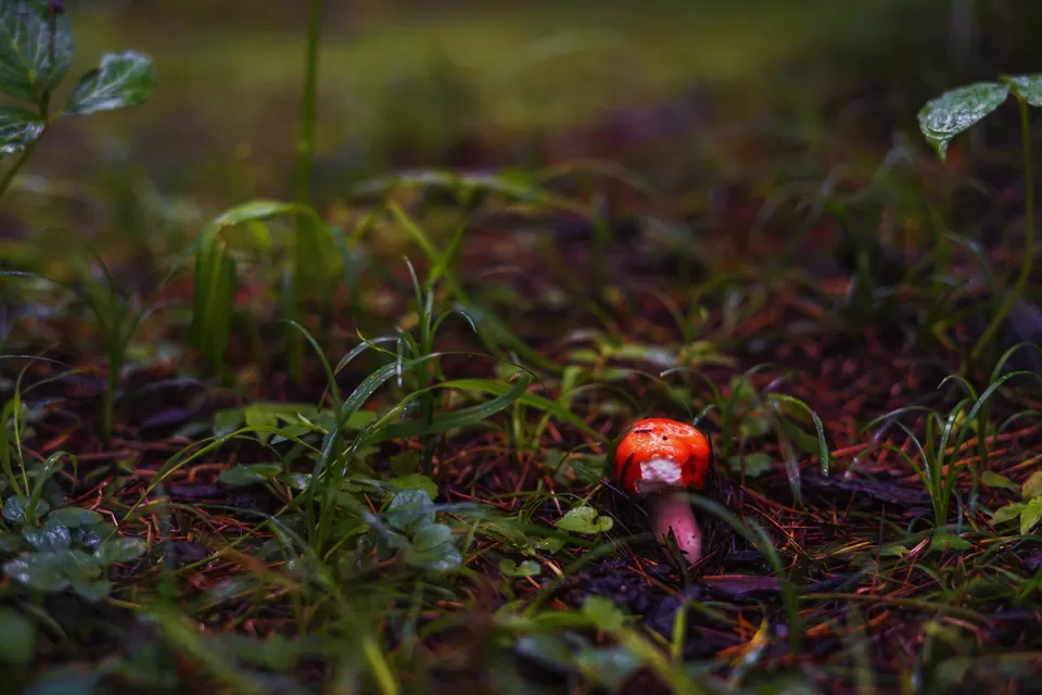 Photo of DHUNGRI VAN VIHAR ( Forest Park ), Old Manali, Manali, Himachal Pradesh, India by Navneet Kaur