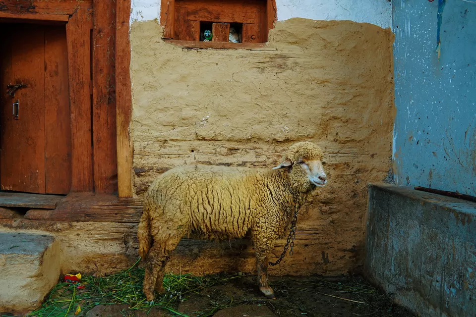Photo of Manali Village, Jari Mari Mandir Road, Kashigaon, Mira Road, Mira Bhayandar, Maharashtra, India by Navneet Kaur
