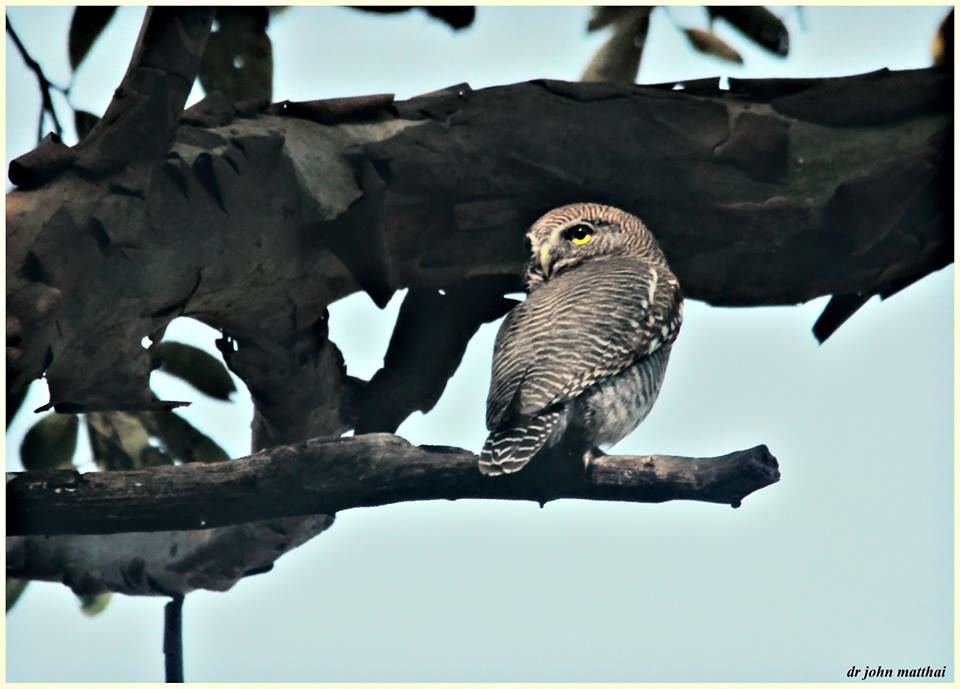 Photo of Birding in Bandhavgarh&nbsp; 1/6 by Uday Patel