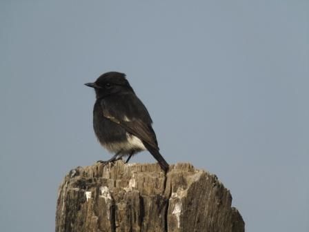 Photo of Birding in Bandhavgarh&nbsp; 2/6 by Uday Patel