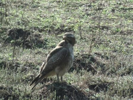 Photo of Birding in Bandhavgarh&nbsp; 3/6 by Uday Patel