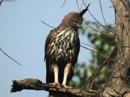 Photo of Birding in Bandhavgarh&nbsp; 5/6 by Uday Patel