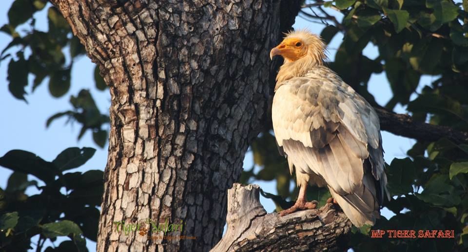 Photo of Birding in Bandhavgarh&nbsp; 6/6 by Uday Patel