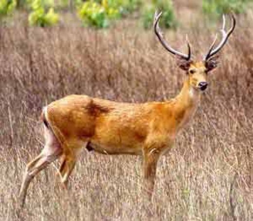 Photo of The Highlands of Central India - Land of Korkus and Gonds 1/2 by Uday Patel
