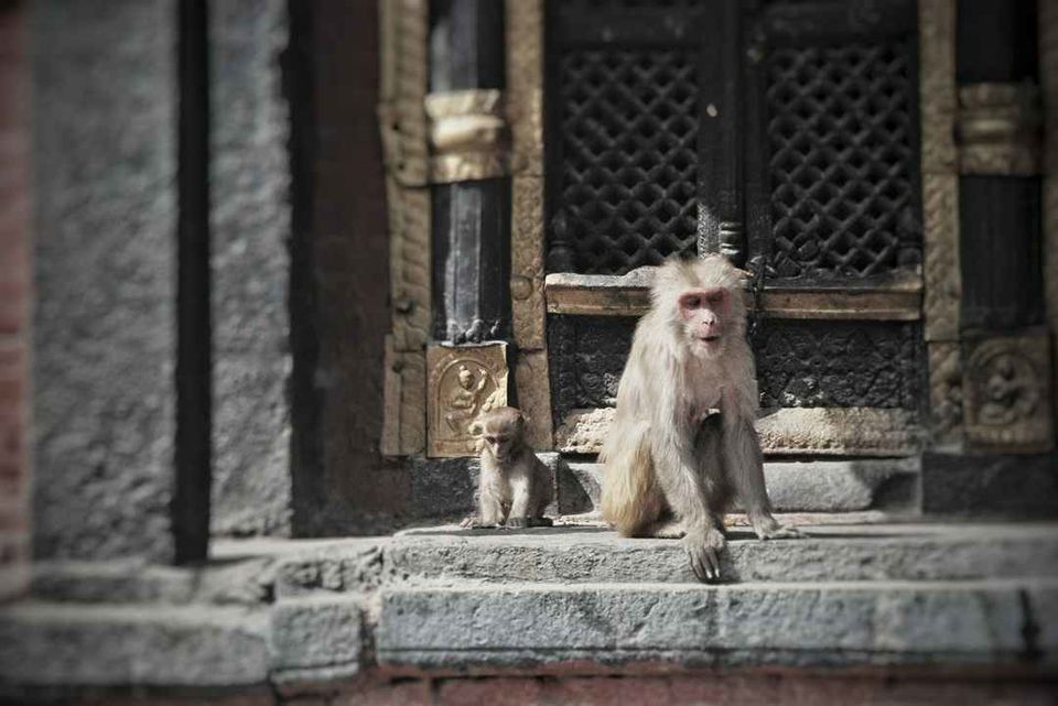 Photo of Pashupatinath Temple by Kanti Choudhary