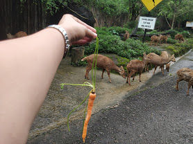 Photo of Taman Safari Bogor, Cibeureum, Bogor, West Java, Indonesia by Priya Choudhary