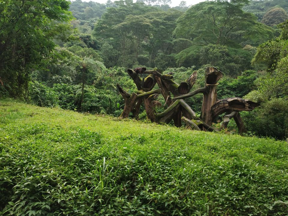 Photo of Taman Safari Bogor, Cibeureum, Bogor, West Java, Indonesia by Priya Choudhary